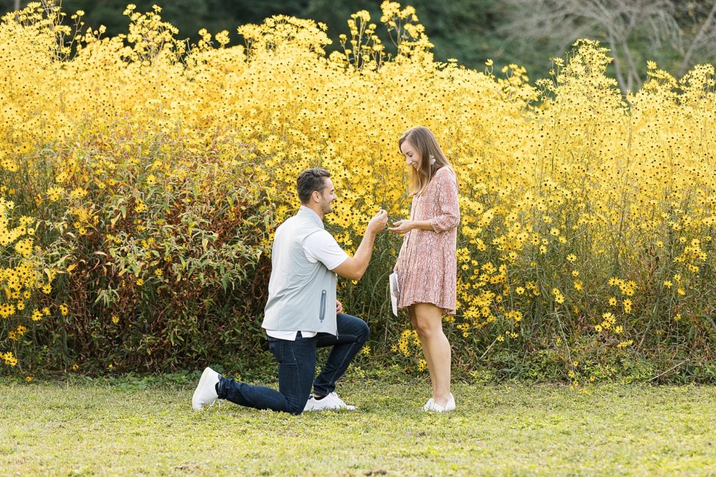 Surprise proposal at Dix Park in Raleigh, NC in a field of yellow flowers.