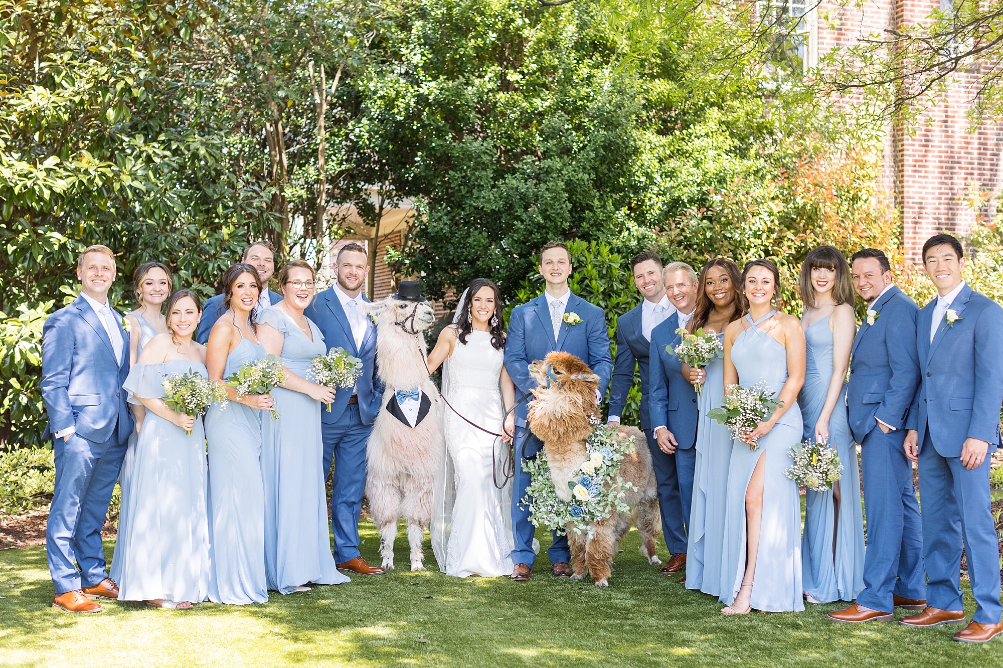 Bridal party with alpacas | Raleigh NC Wedding Photographer