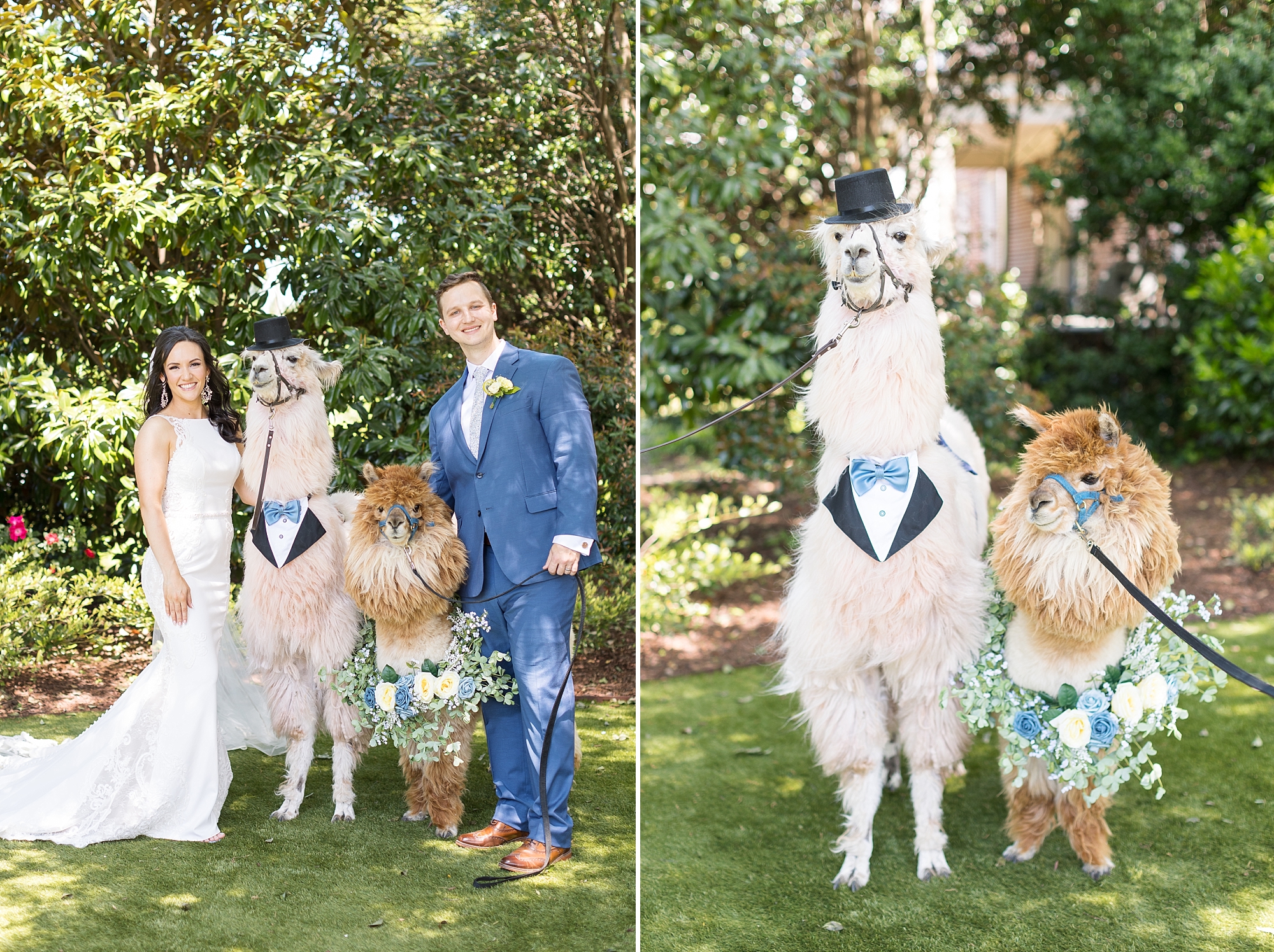 Bride and groom with dressed up alpacas | Raleigh NC Wedding Photographer
