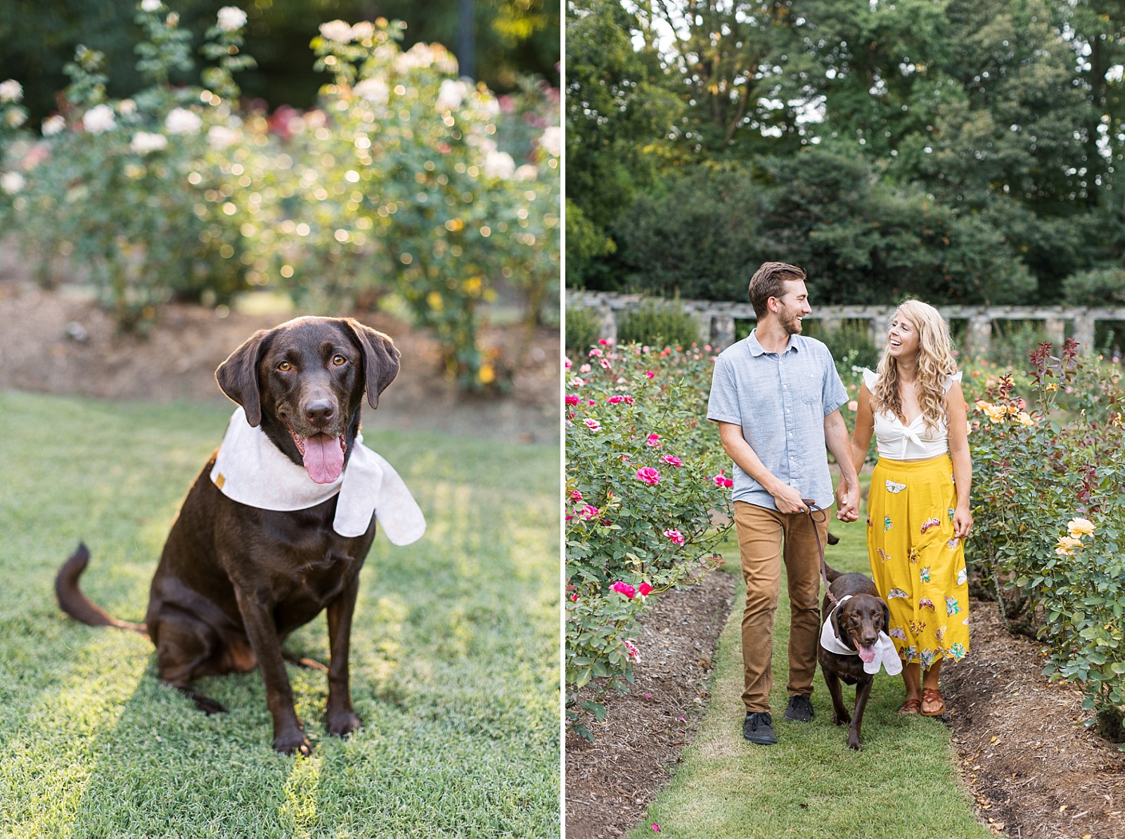 Chocolate lab weaaring a bandana and couple waling the gardens with their dog | Raleigh Rose Garden Anniversary Photos | Raleigh Portrait Photographer | Raleigh NC Wedding Photographer