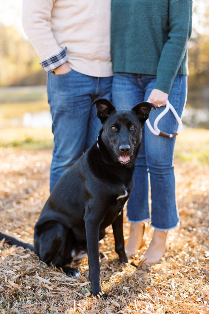 Tips for bringing your dog to your photo session | NC Engagement Photographer
