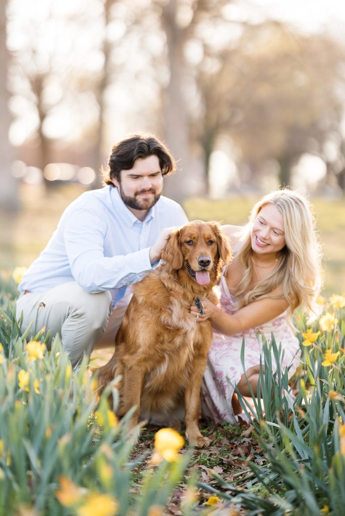 An engaged couple in a field of daffodils with their golden retriever at Dix Park in Raleigh