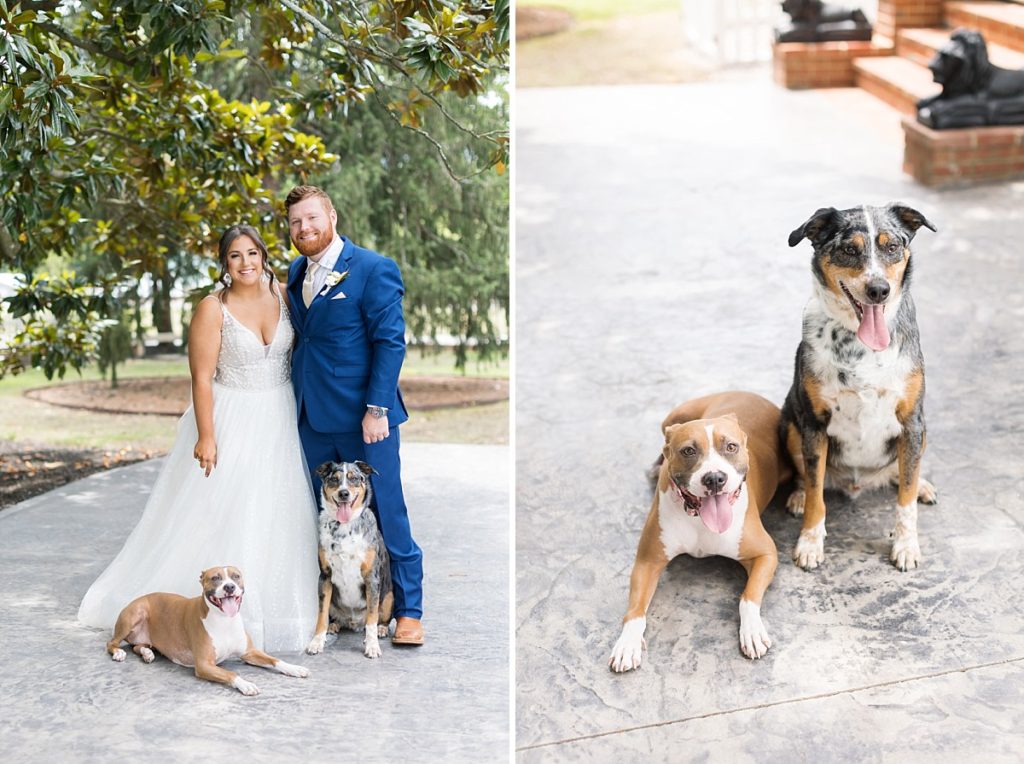 Dogs at wedding | Raleigh NC wedding photographer 