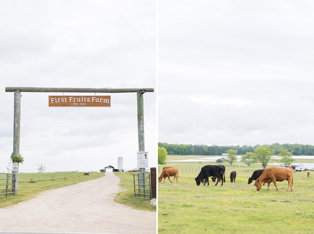 First Fruits Farm and cows grazing | Amazing Graze Barn Wedding | Amazing Graze Barn Wedding Photographer | Raleigh NC Wedding Photographer