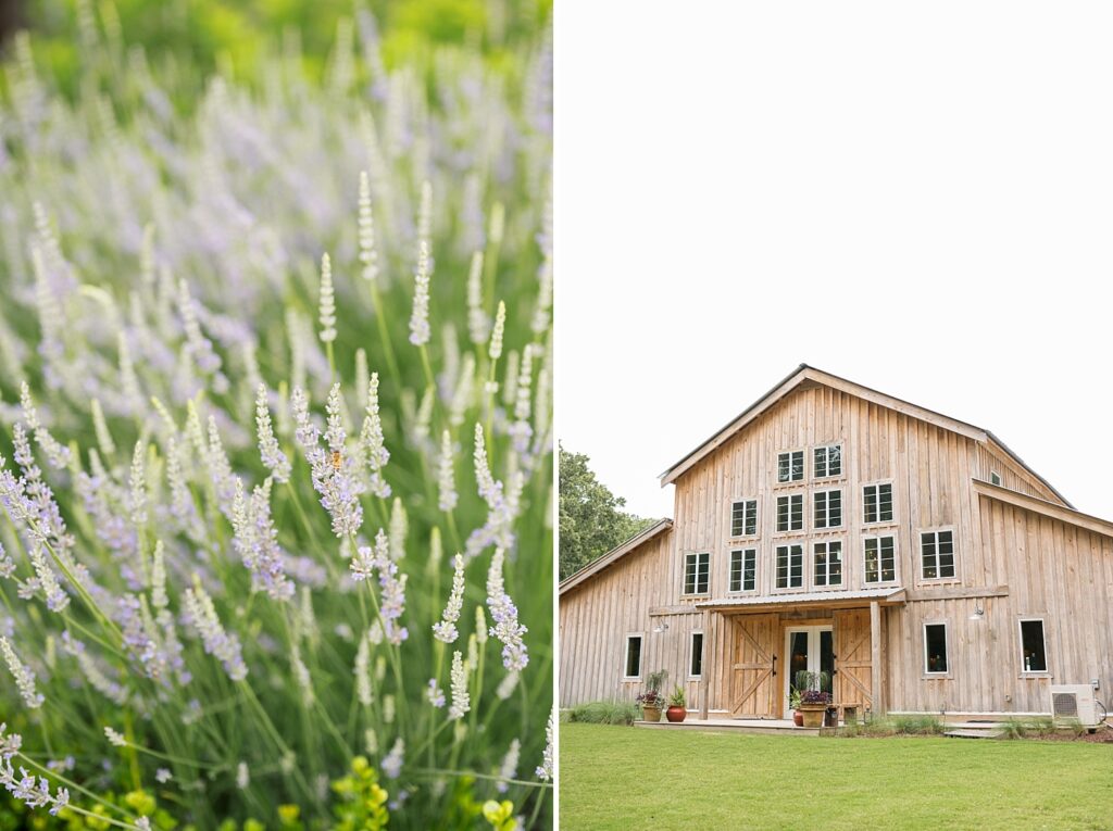 Lavender flower field and rustic barn | Rustic Wedding | Twin Oaks Barn Wedding | Twin Oaks Barn Wedding Photographer | Raleigh NC Wedding Photographer